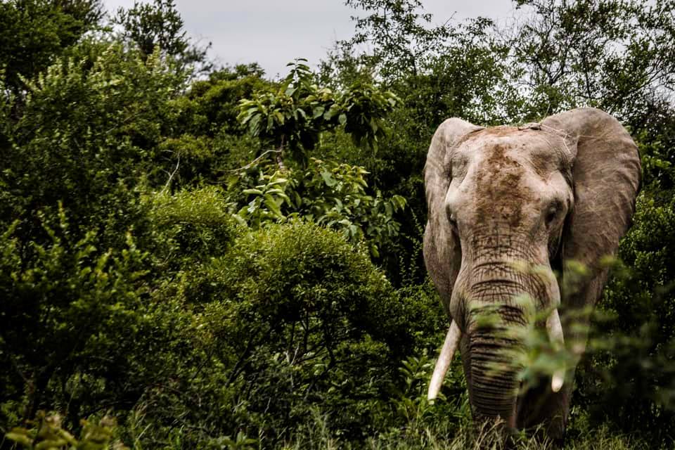 elephant