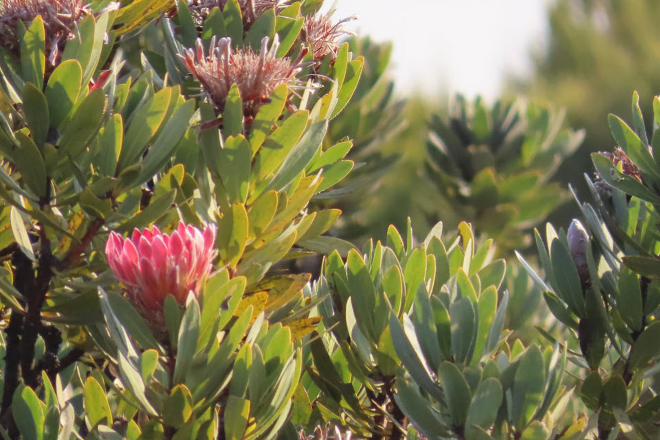 proteas